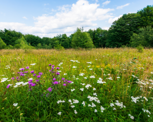 ÖÖD at Pound Farm  - Meadow