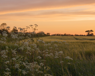 ÖÖD at Pound Farm  - Meadow