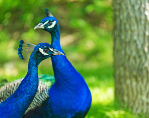 ÖÖD at Pound Farm Peacock.